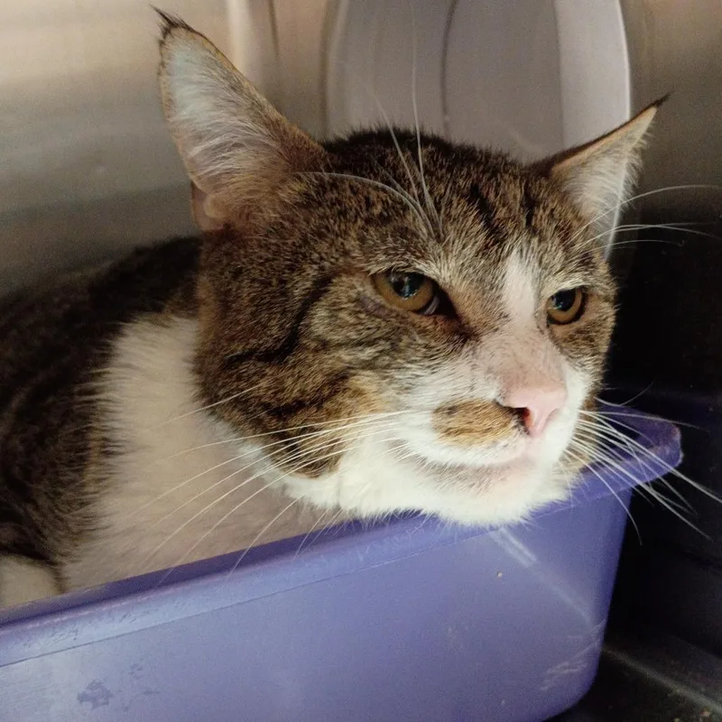 An adult extra large-sized male Brown / Chocolate Domestic Short Hair cat named Sebastian for adoption in Kanab, UT