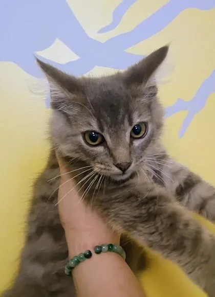 A young small-sized male Domestic Medium Hair cat named Big E for adoption in Beatrice, NE