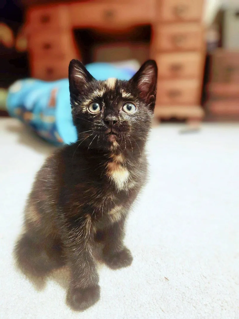 Indy