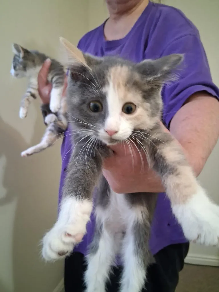 A baby medium-sized female Domestic Short Hair cat named Cleo for adoption in Heber City, UT