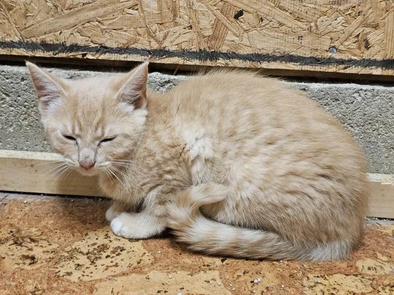 A baby medium-sized female Buff & White Tabby cat named Peony for adoption in Richmond, VA