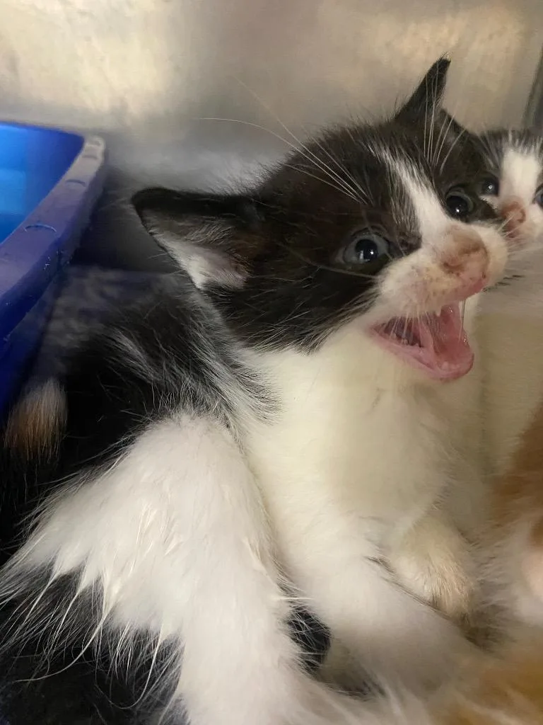 A baby medium-sized male Domestic Medium Hair cat named Mojo for adoption in Fall River, MA