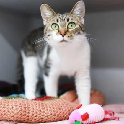 An adult small-sized female Brown / Chocolate Domestic Short Hair cat named Journey for adoption in Atlanta, GA