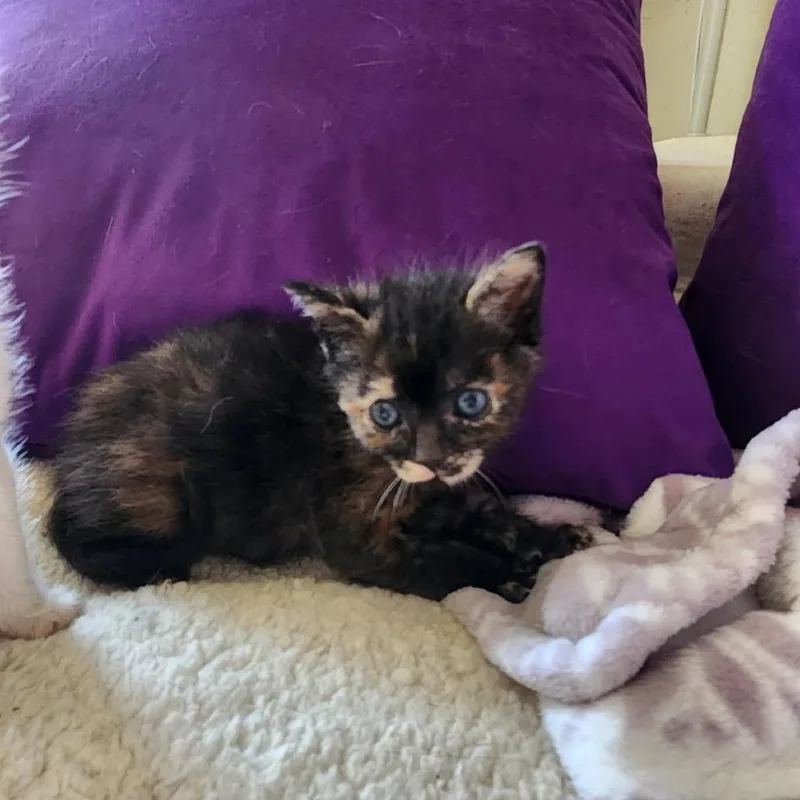 A baby small-sized female Tortoiseshell Domestic Short Hair cat named Deep Dish for adoption in Los Angeles, CA