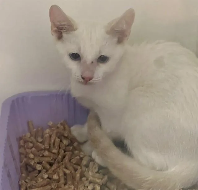 A baby small-sized male Domestic Short Hair cat named Splinter for adoption in Ontario, CA