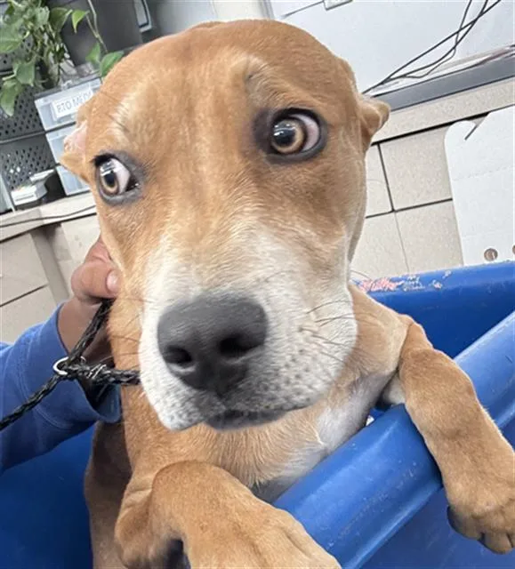 A young large-sized male Mixed Breed dog named Lucas for adoption in Dallas, TX