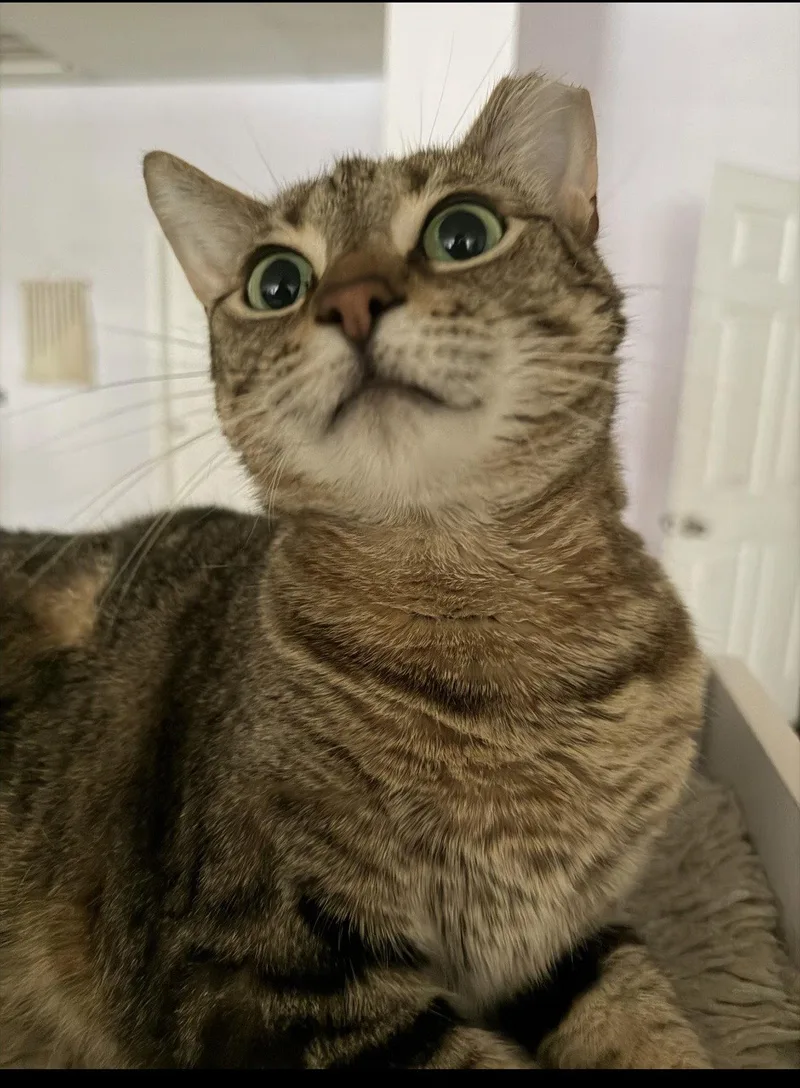An adult medium-sized male Domestic Short Hair cat named Kal Kal for adoption in Walled Lake, MI
