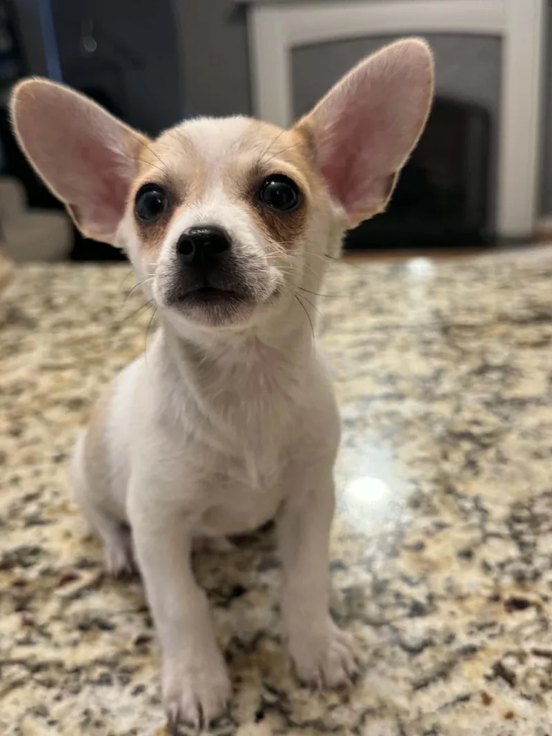 A baby small-sized male Terrier dog named Pickles for adoption in Gainesville, VA