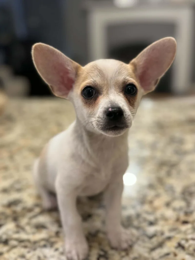 Pickles thumbnail 3