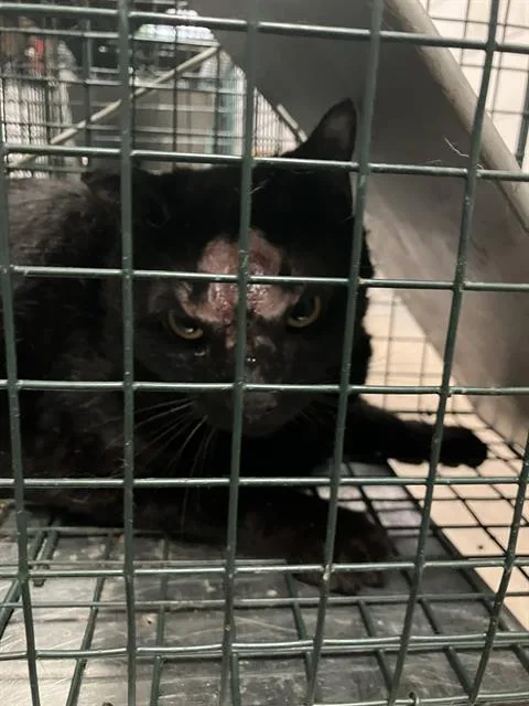 A young medium-sized male Domestic Short Hair cat named Mighty for adoption in Dallas, TX