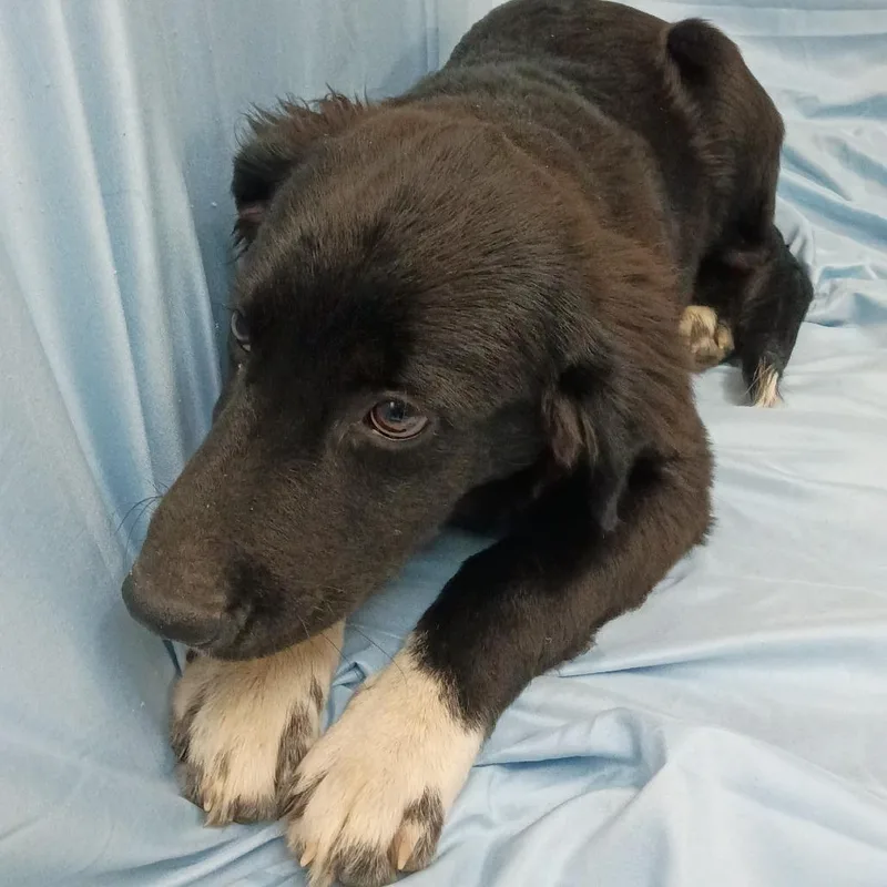 A baby medium-sized male Australian Shepherd dog named P for adoption in Corsicana, TX