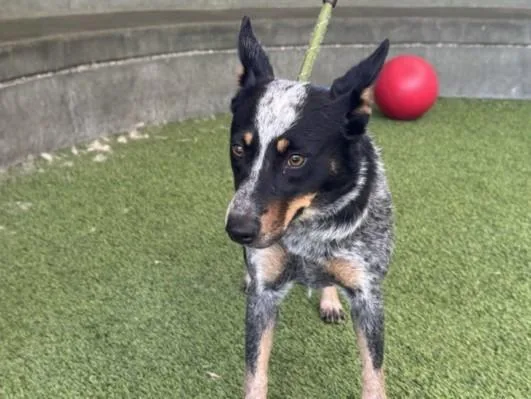A young medium-sized female Australian Cattle Dog / Blue Heeler dog named Dolly for adoption in Van Nuys, CA