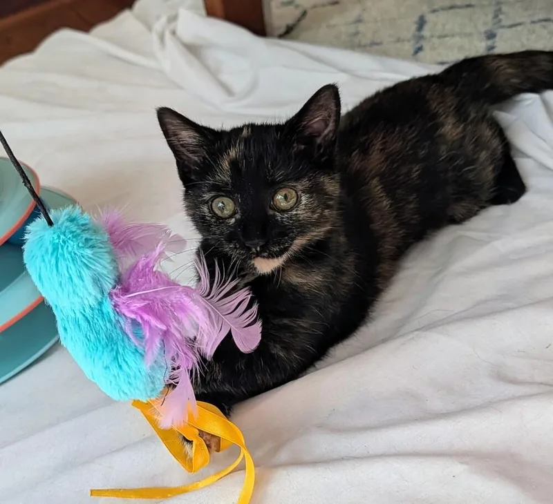 A baby small-sized female Domestic Short Hair cat named Royal for adoption in Louisa, VA