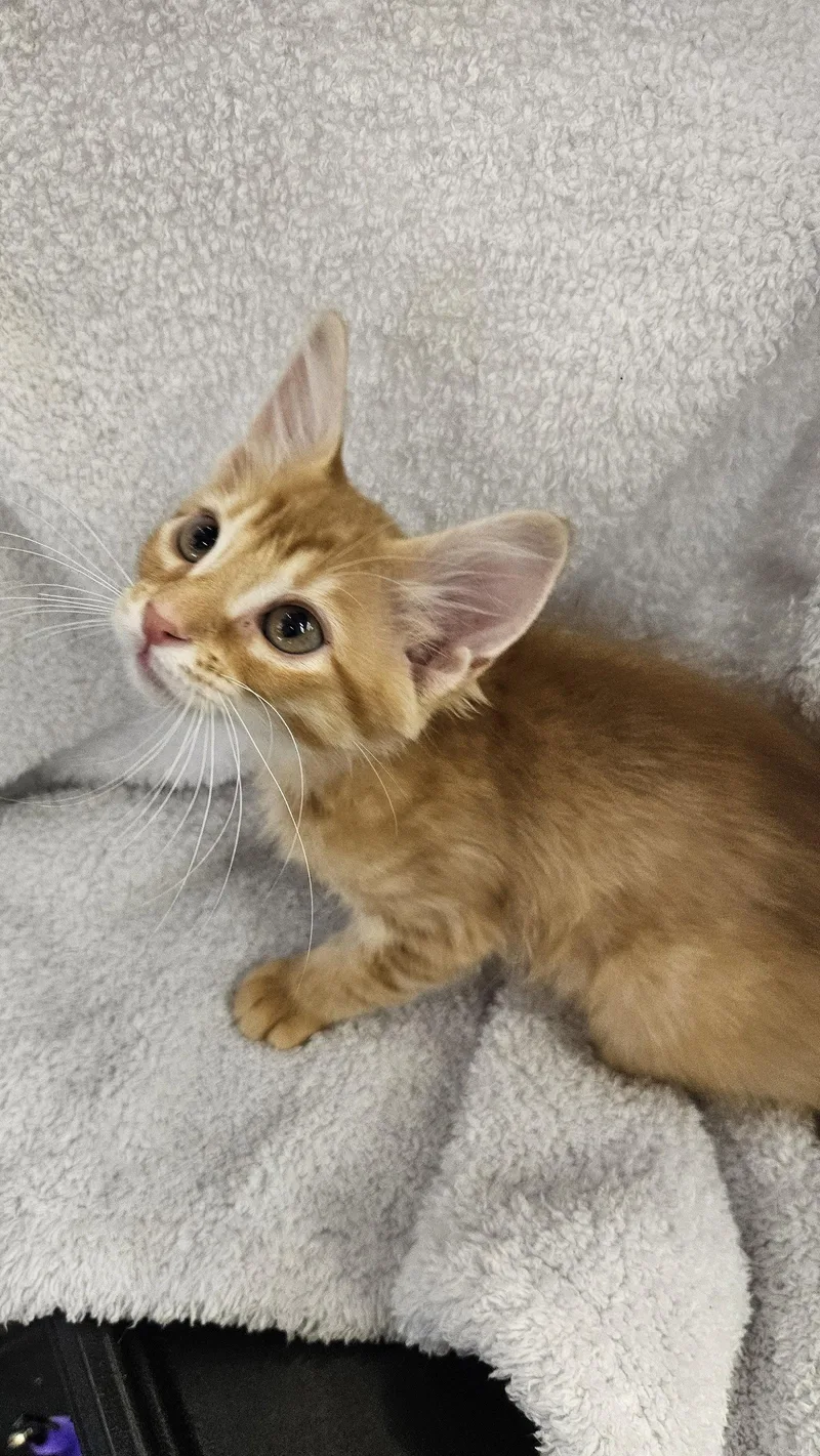 A baby medium-sized male Orange / Red Domestic Short Hair cat named Copper for adoption in Antioch, CA