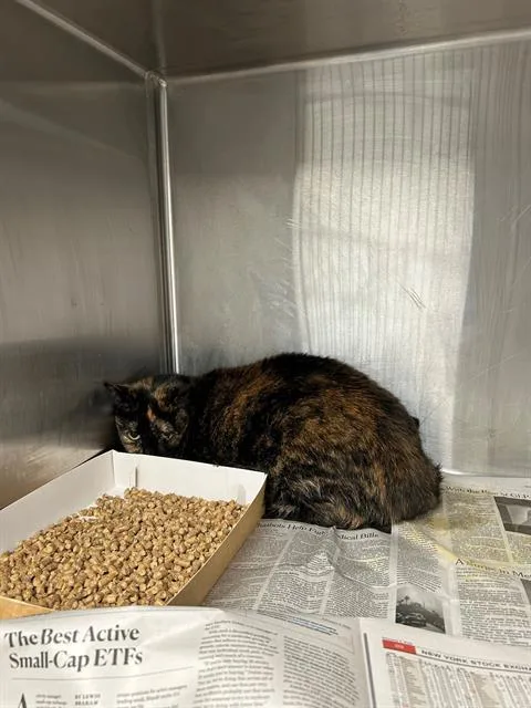 An adult large-sized female Domestic Short Hair cat named Ember for adoption in Charlotte, NC
