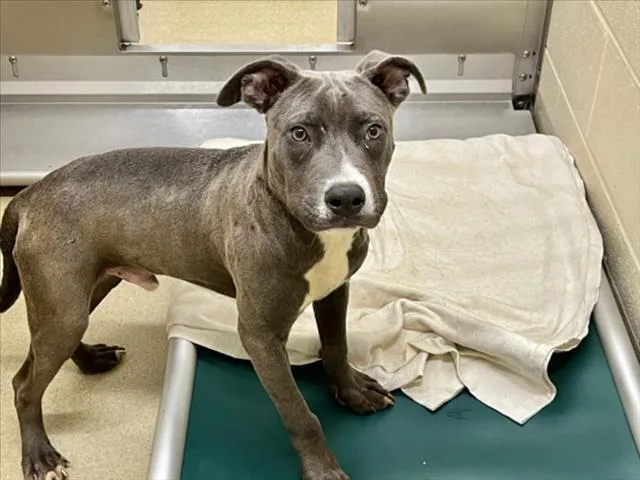 A young small-sized male Pit Bull Terrier dog named Kairo for adoption in Chapel Hill, NC