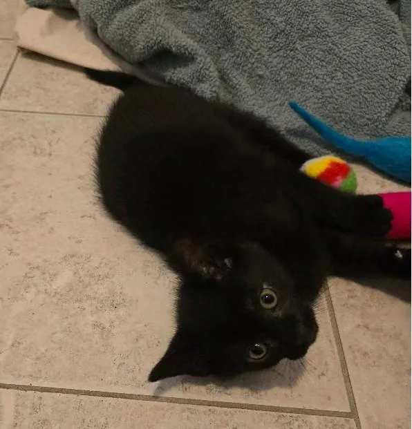 A baby medium-sized male Black Domestic Short Hair cat named Andre for adoption in Grove City, OH