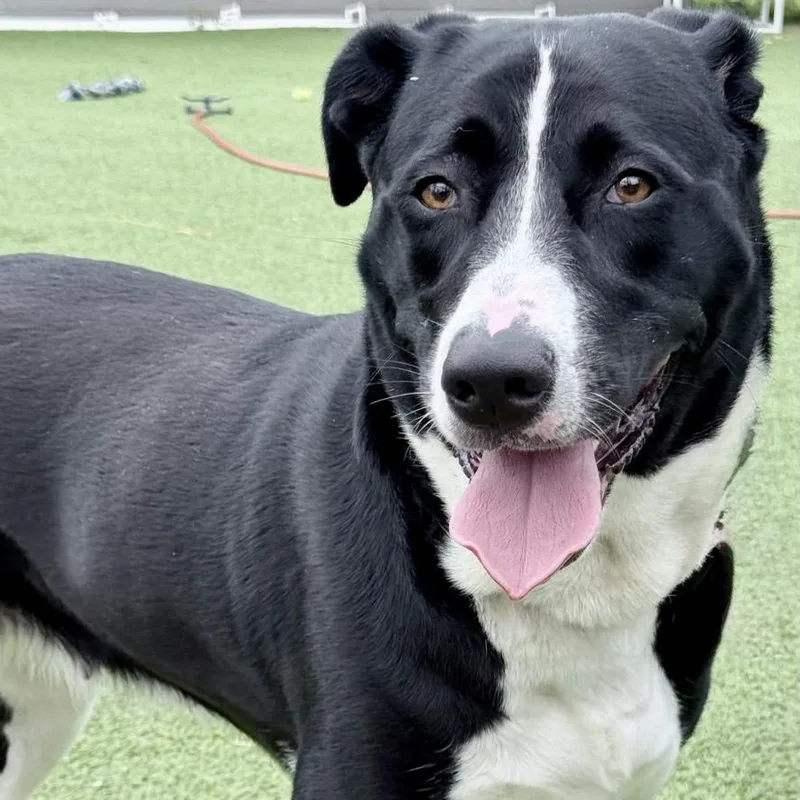 An adult small-sized female Black Labrador Retriever dog named Sammy for adoption in Chattanooga, TN