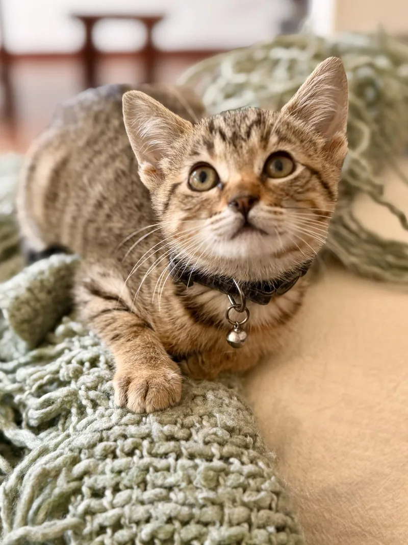 A baby medium-sized female Domestic Short Hair cat named Jungle Jane for adoption in San Jose, CA