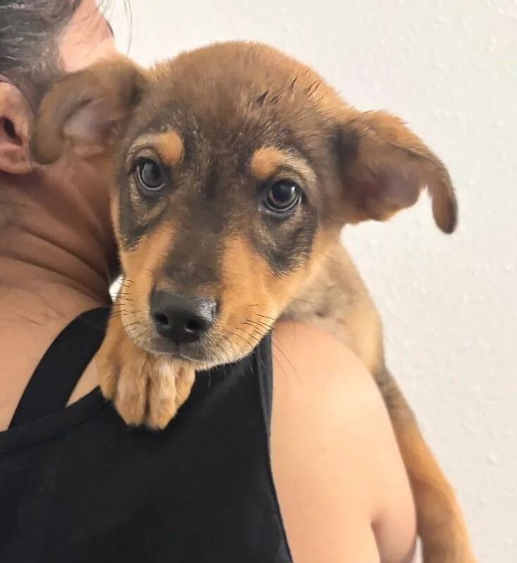 A baby medium-sized male Brown / Chocolate German Shepherd Dog dog named Finn for adoption in Van Nuys, CA