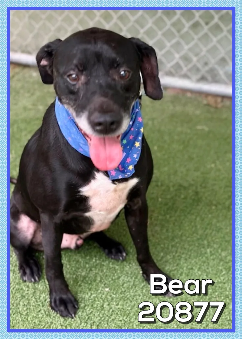 An adult medium-sized male Black Hound dog named Bear for adoption in Marietta, GA