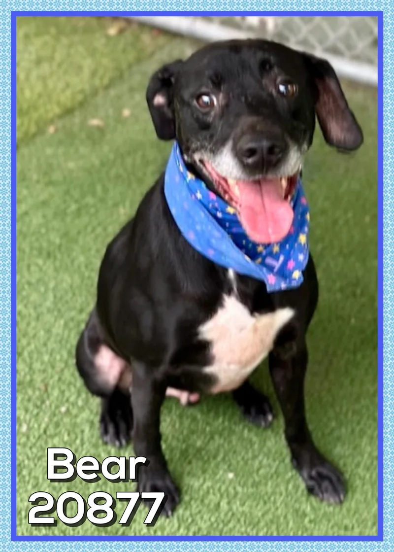 Bear thumbnail 2