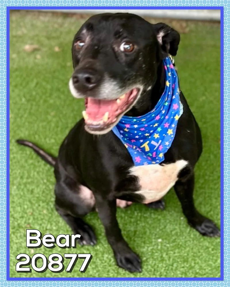 Bear thumbnail 3