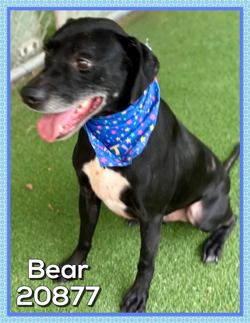 Bear thumbnail 4