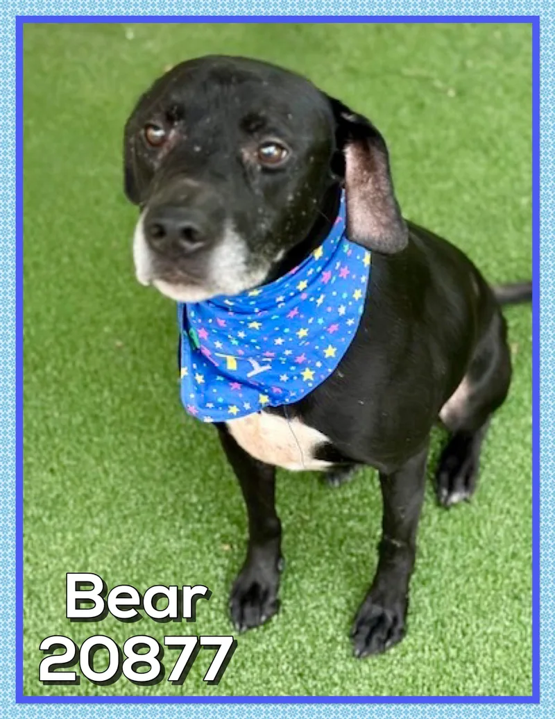 Bear thumbnail 5