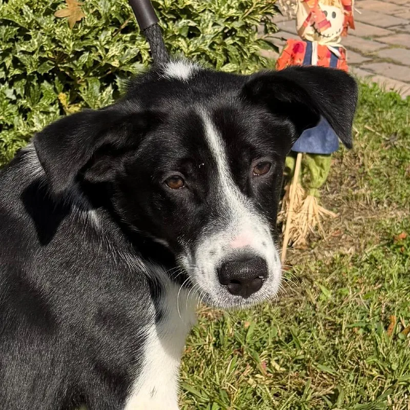 A young medium-sized male Border Collie dog named Ringo Star for adoption in Calverton, NY