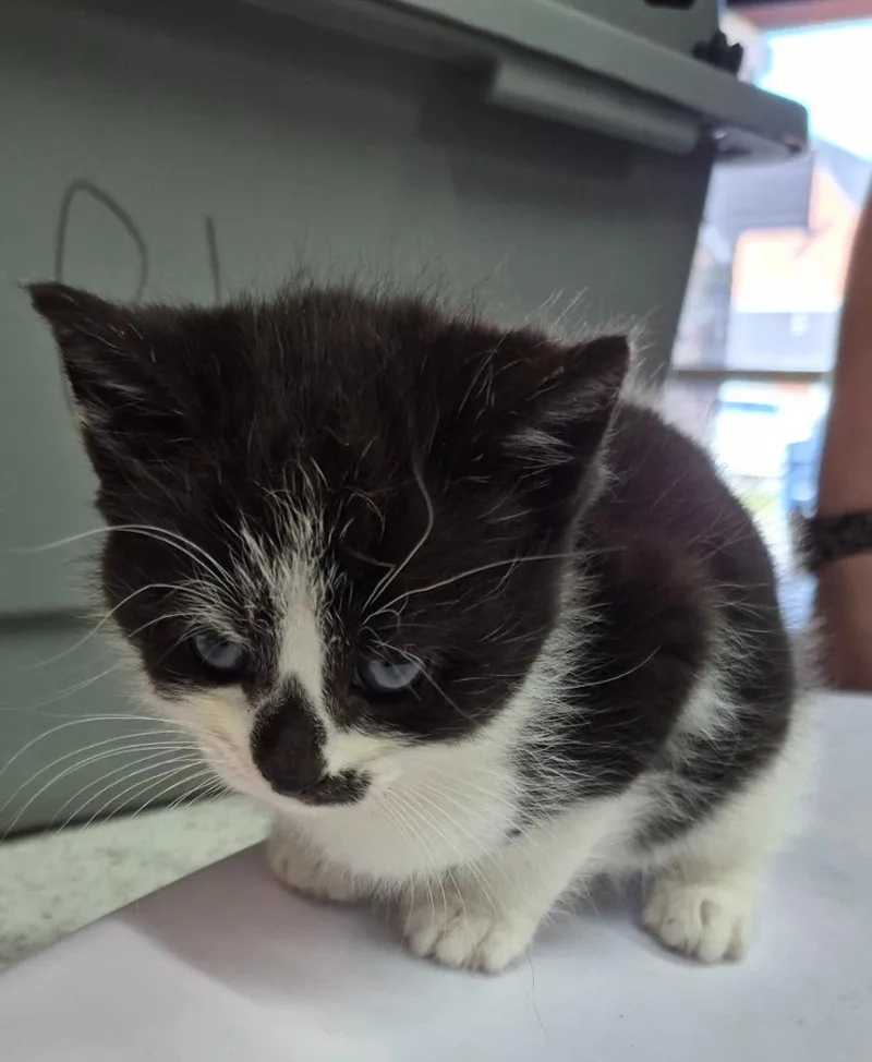 A baby small-sized female Domestic Short Hair cat named Annika for adoption in East Ridge, TN