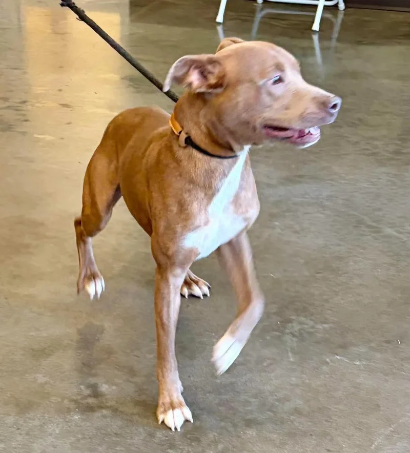 A young medium-sized male Brown / Chocolate American Staffordshire Terrier dog named Oliver for adoption in Cumberland, RI