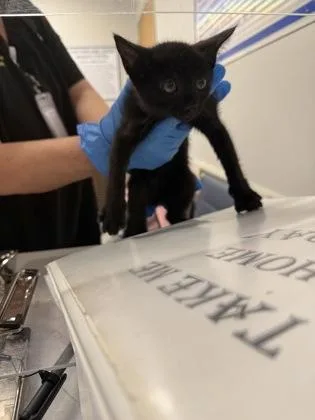 An adult small-sized female Domestic Short Hair cat named Lollipop for adoption in Shreveport, LA