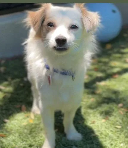 A young medium-sized male Papillon dog named Dusty CA for adoption in Hillside, IL