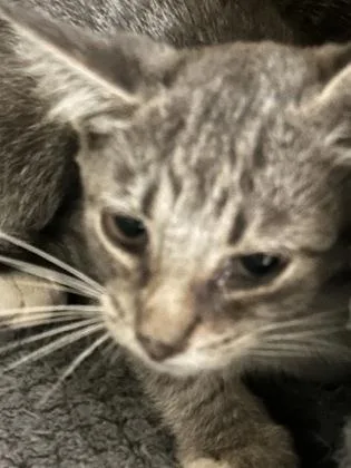 A baby medium-sized female Domestic Short Hair cat named Wilma for adoption in Picayune, MS