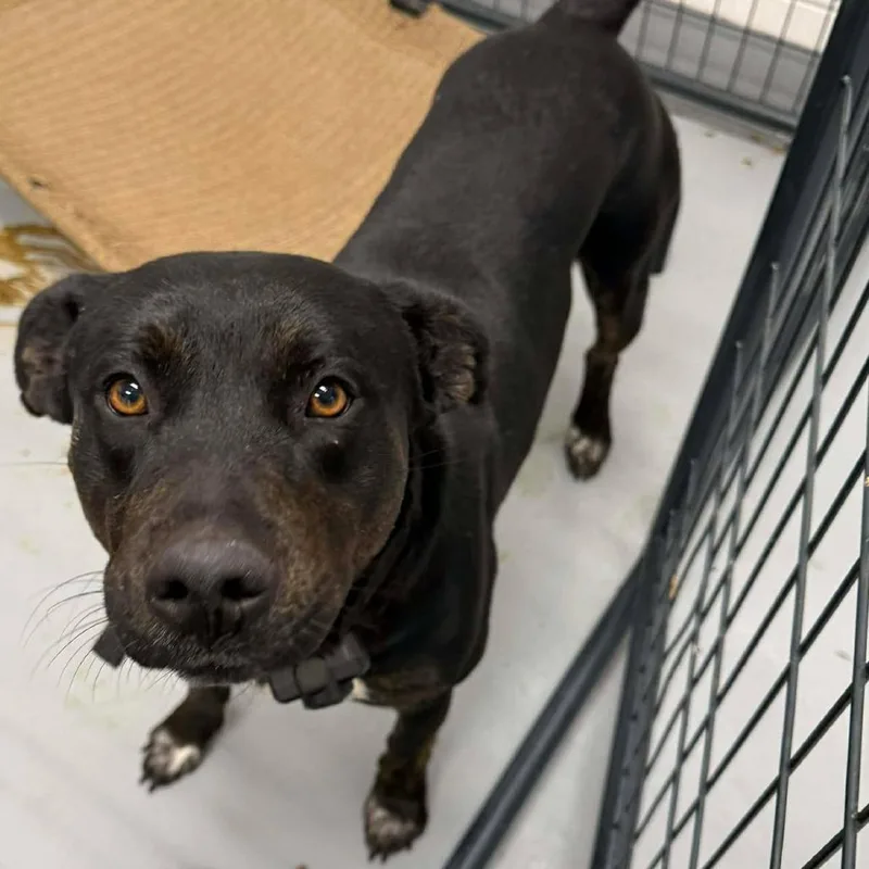 An adult medium-sized male Labrador Retriever dog named Dusty for adoption in Rocky Mount, VA