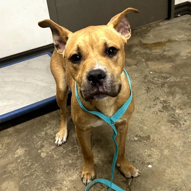 A young medium-sized male Brown / Chocolate Cane Corso dog named Kangaroo Jack for adoption in Cleveland, MS