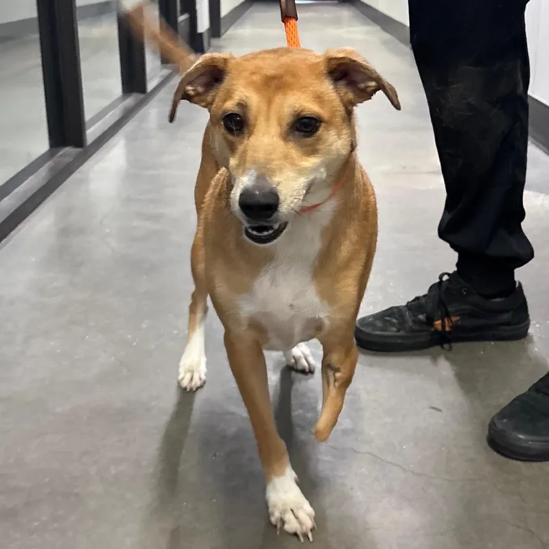 An adult medium-sized female Yellow / Tan / Blond / Fawn Jack Russell Terrier dog named Sadie for adoption in Tampa, FL