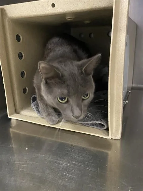 An adult small-sized male Domestic Short Hair cat named Daiku for adoption in Fort Myers, FL