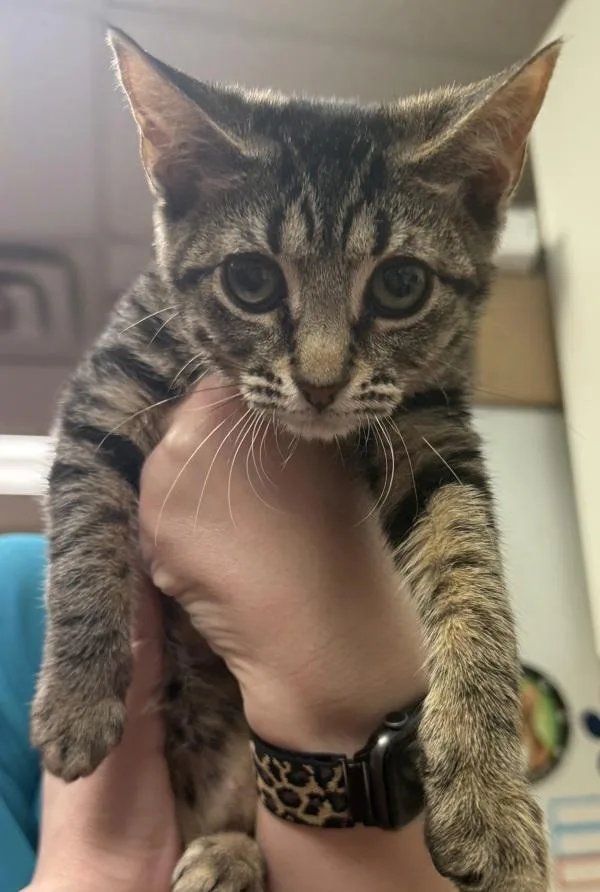 A young small-sized female Domestic Short Hair cat named Fern for adoption in Salisbury, MD