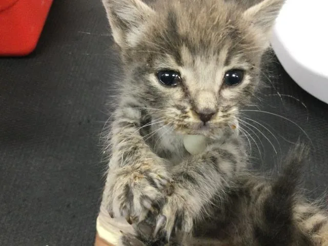 A baby small-sized female Domestic Short Hair cat named Poppy for adoption in Thousand Palms, CA