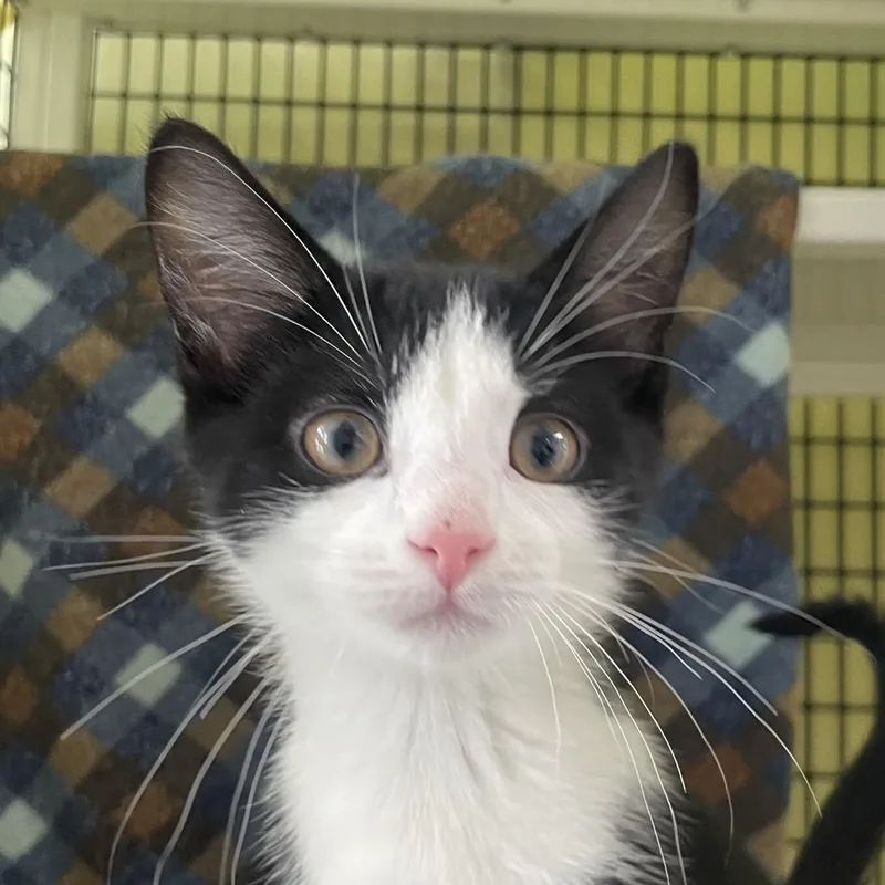A baby small-sized male Black Domestic Short Hair cat named McKinley for adoption in Chicago, IL