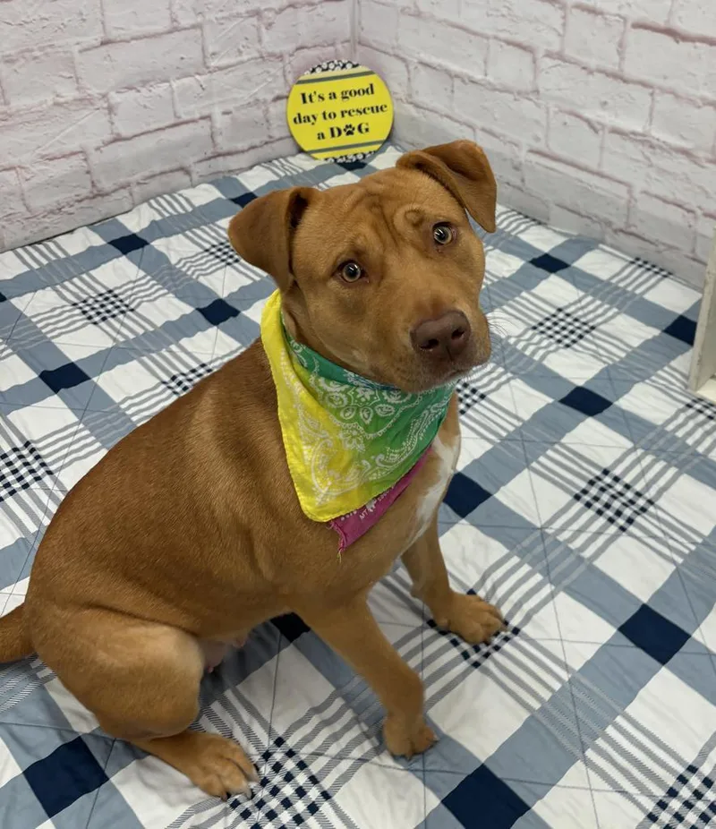 A young medium-sized female Mixed Breed dog named Trenary for adoption in Detroit, MI