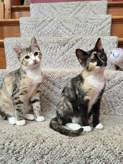 An adult small-sized female Domestic Short Hair cat named Spotsy for adoption in Berwick, PA