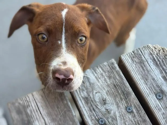 A young small-sized male Pit Bull Terrier dog named Kevin for adoption in Tulsa, OK