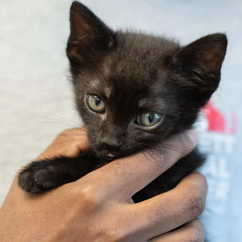 A baby small-sized male Black Domestic Short Hair cat named Pablo for adoption in Bartlett, TN