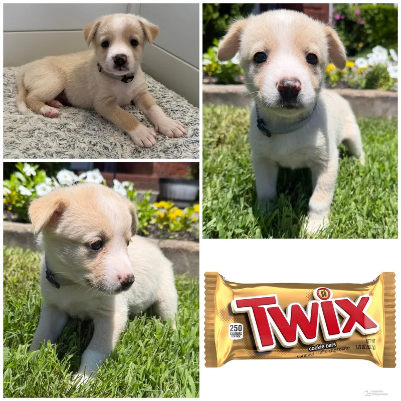 A baby medium-sized female Yellow / Tan / Blond / Fawn Mixed Breed dog named Twix for adoption in Spring hill, TN