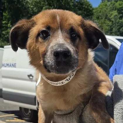 A baby medium-sized male Mixed Breed dog named Maverick for adoption in Voorhees, NJ