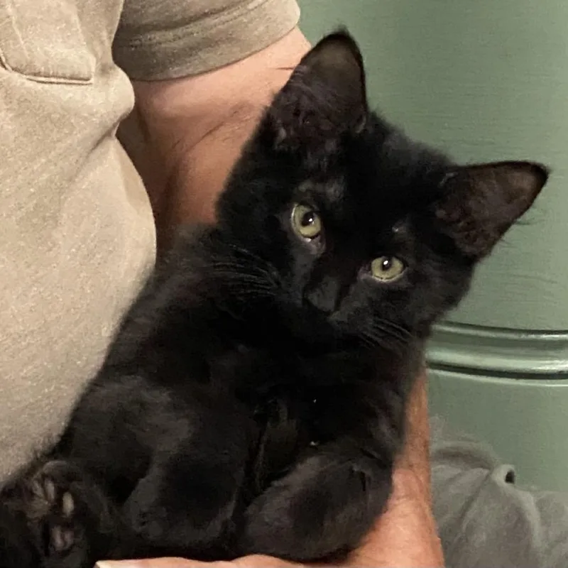A baby small-sized male Black Domestic Short Hair cat named Phillip for adoption in Denison, TX