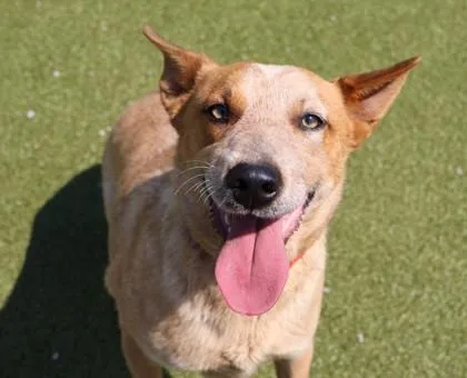 A young large-sized female Mixed Breed dog named Ella for adoption in Athens, GA